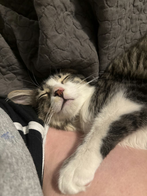 cats - JimBob Image 0