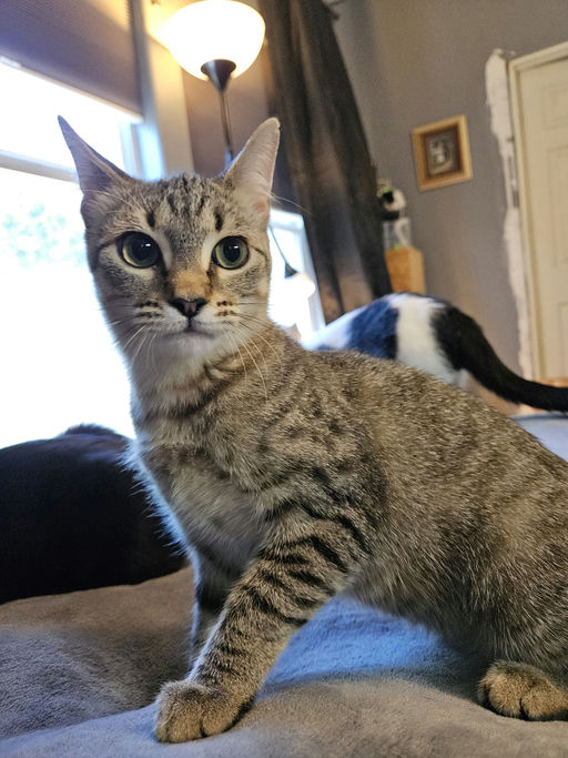 cats - Caroll Image 7