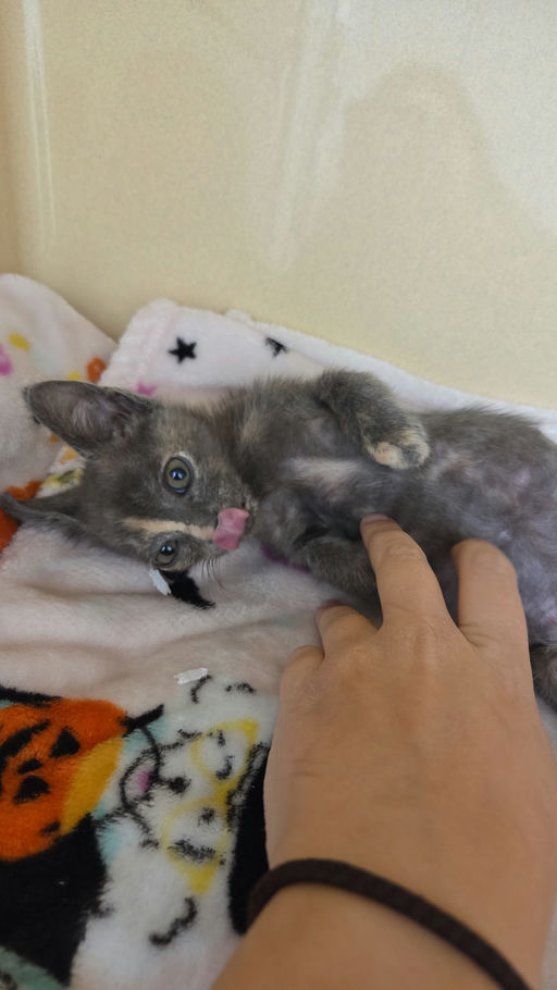 cats - Clover Image 3