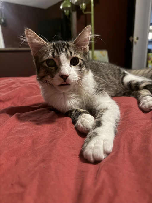 cats - JimBob Image 1