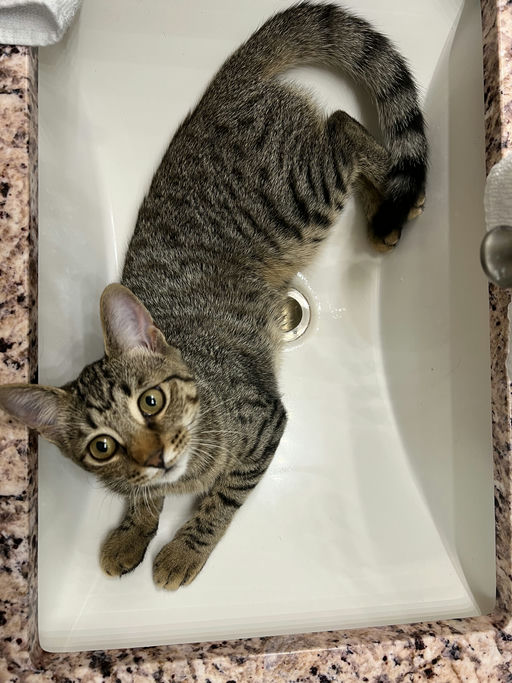 cats - Khaleesi Image 3