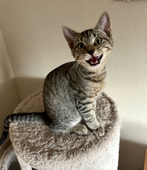 cats - Figaro Image 3