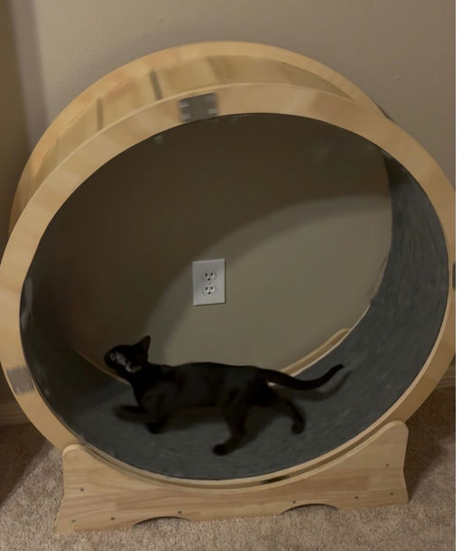 cats - Silhouetto Image 1