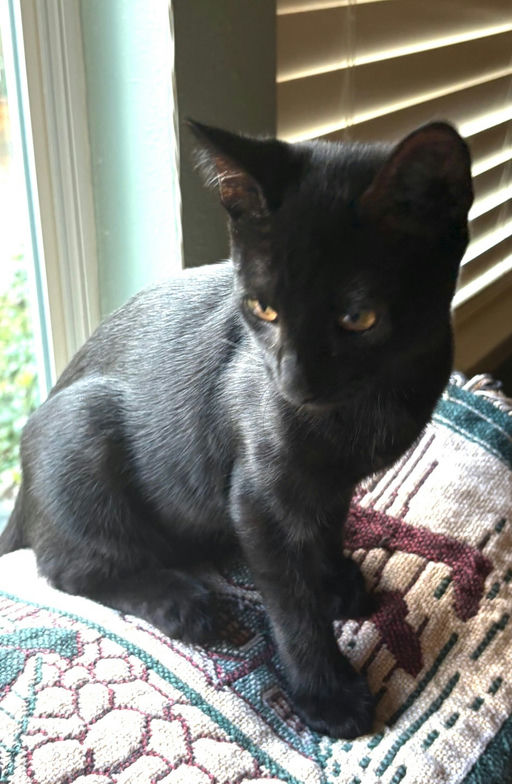 cats - Silhouetto Image 2