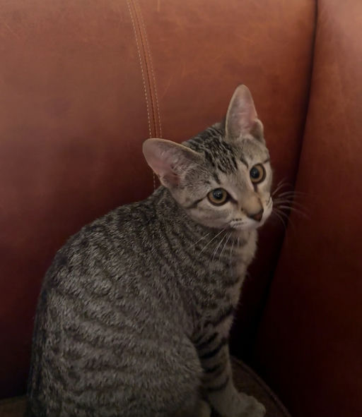 cats - Scaramouchie Image 3