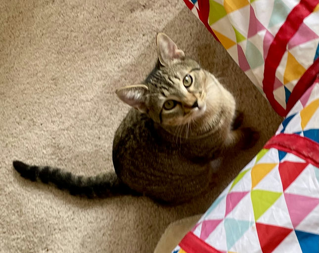 cats - Lovey Image 2