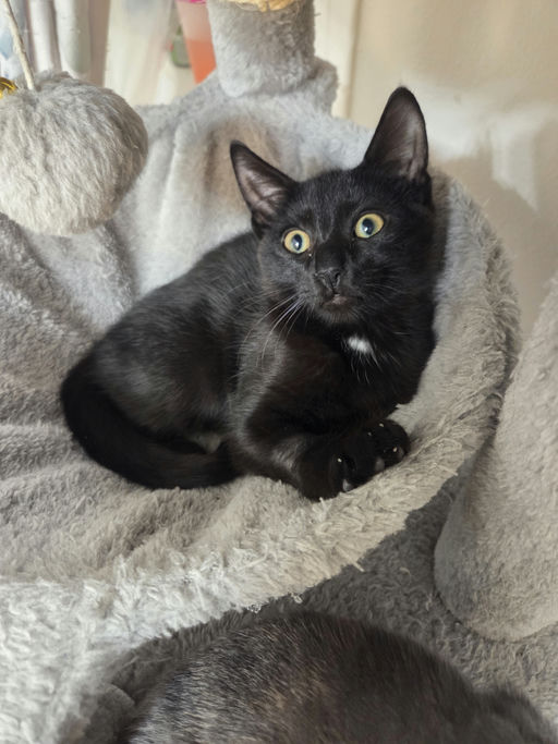 cats - Banksy Image 4