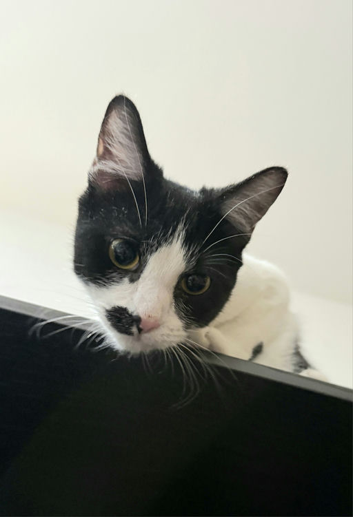 cats - Muffin Image 7