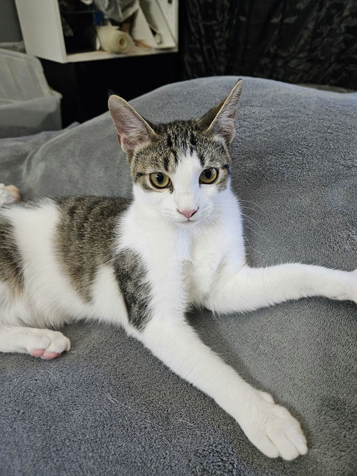 cats - Alice Image 2