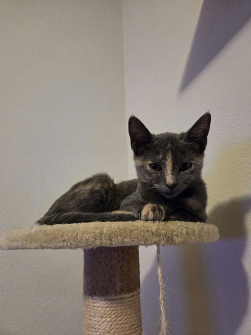 cats - Clover Image 5