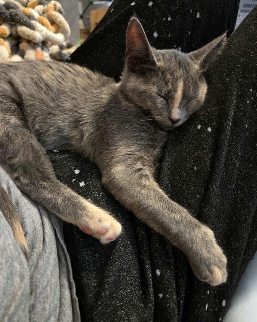 cats - Clover Image 9