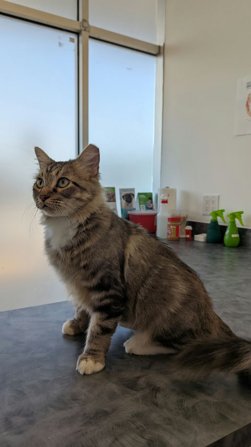 cats - Cleopatra Image 1