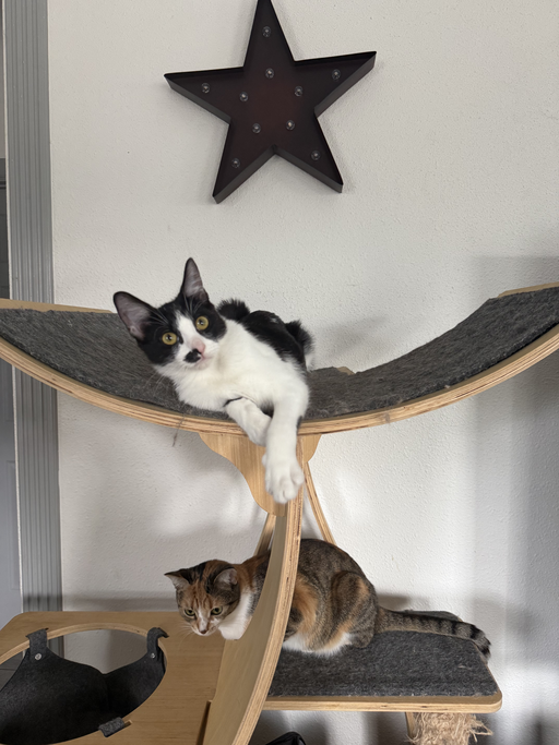 cats - Muffin Image 6