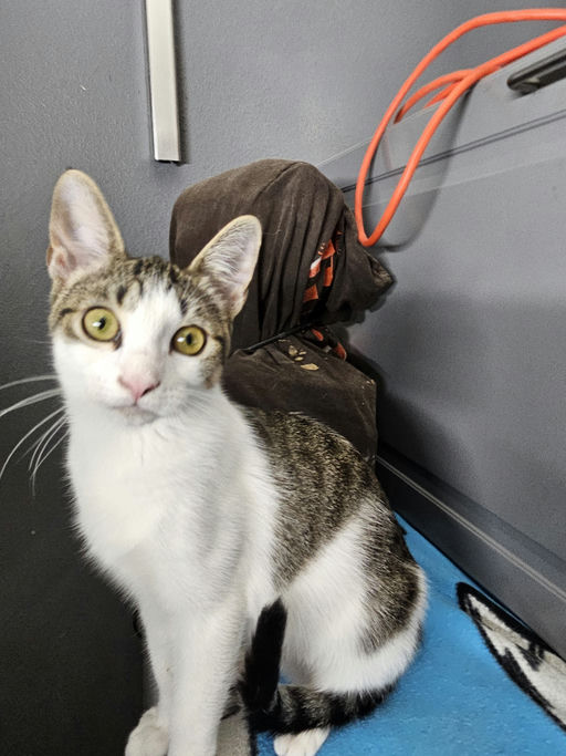 cats - Alice Image 0