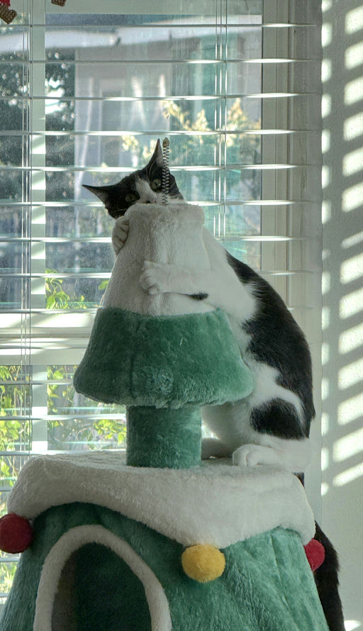 cats - Muffin Image 10