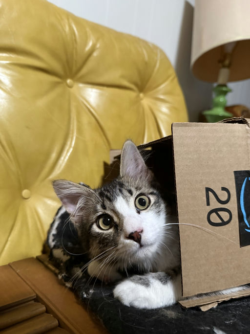 cats - JimBob Image 3