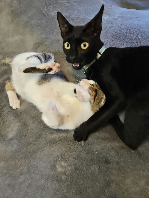 cats - Casanova Image 3