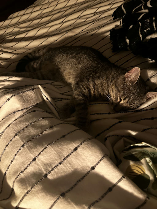 cats - Merlin Image 1