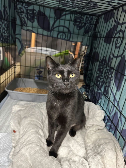 cats - Comet Image 0