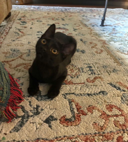 cats - Silhouetto Image 4