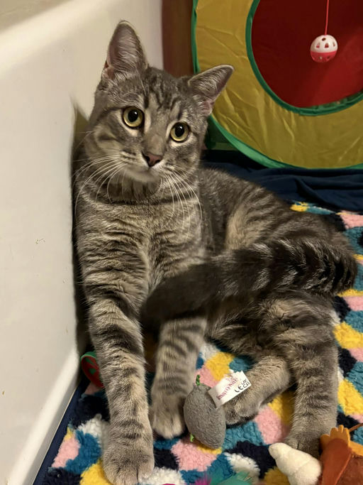 cats - Merlin Image 13