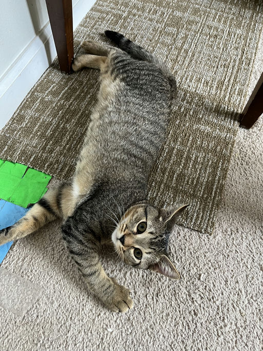 cats - Lovey Image 0