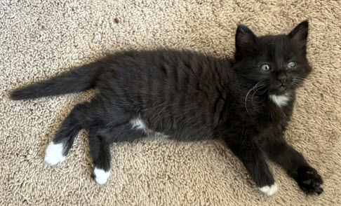 cats - Bismillah Image 0