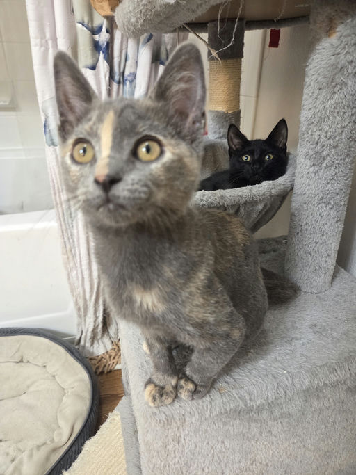 cats - Clover Image 7