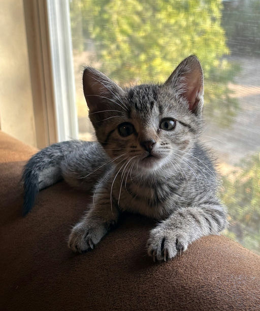 cats - Scaramouchie Image 0