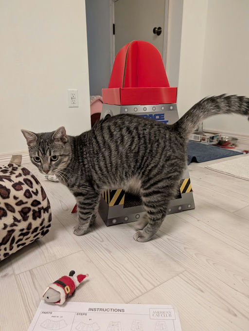 cats - Merlin Image 26