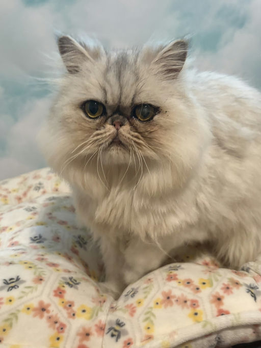 cats - Princess Image 6