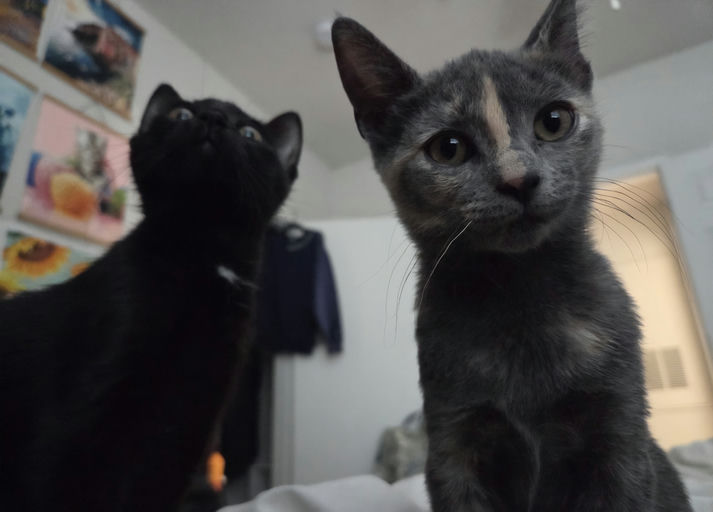 cats - Banksy Image 5