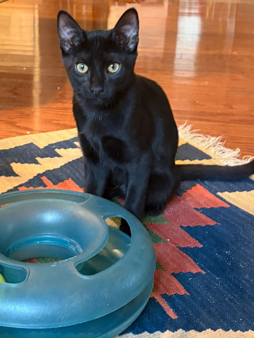 cats - Silhouetto Image 3