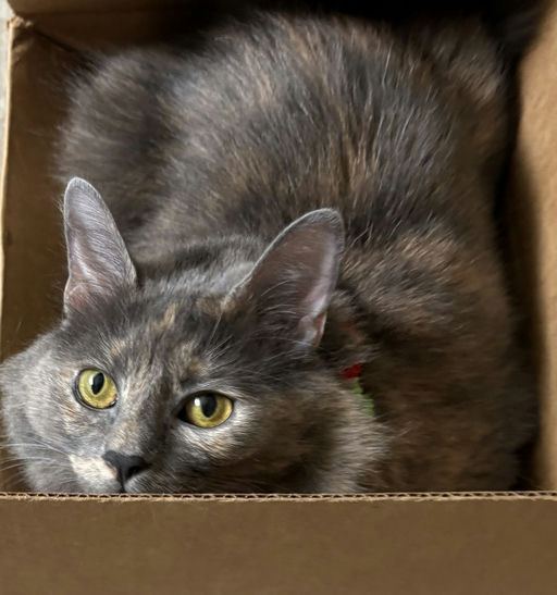 cats - Lavender Image 5