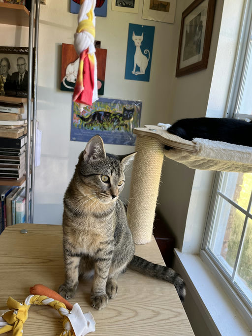 cats - Lovey Image 1