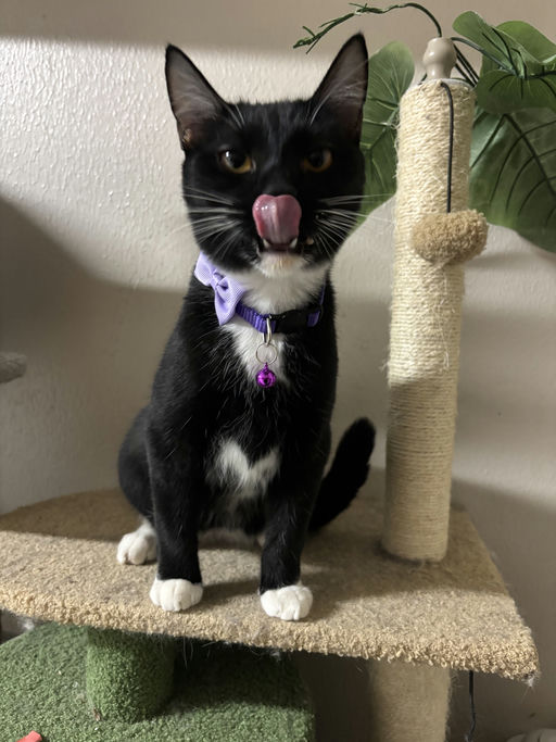 cats - Trixie Image 6