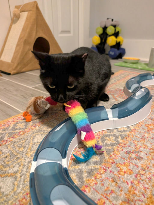 cats - Comet Image 10