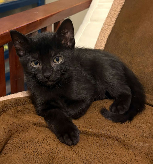 cats - Silhouetto Image 0