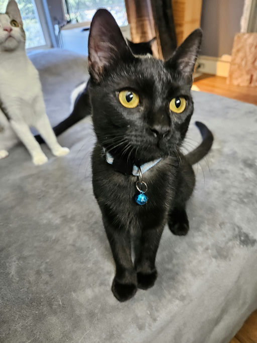 cats - Theadora Image 1