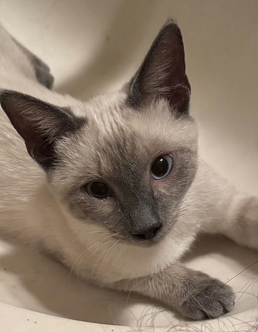 cats - Phoebe Image 6