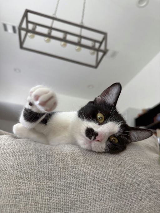 cats - Muffin Image 11