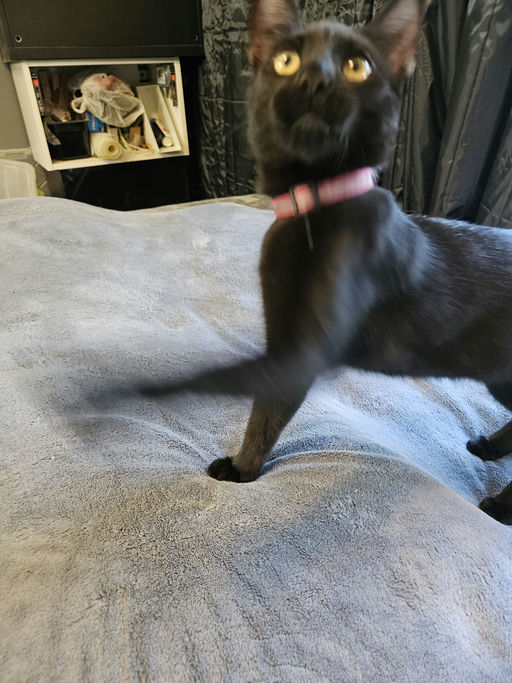 cats - Cuddles Image 0