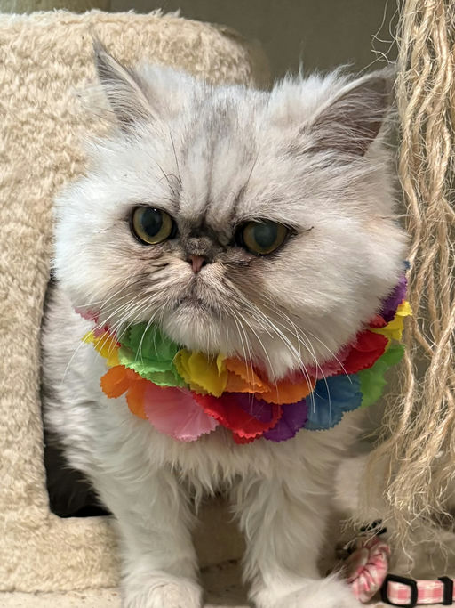 cats - Princess Image 4