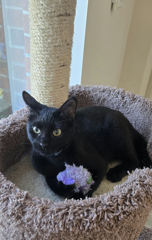 cats - Furnando Image 11