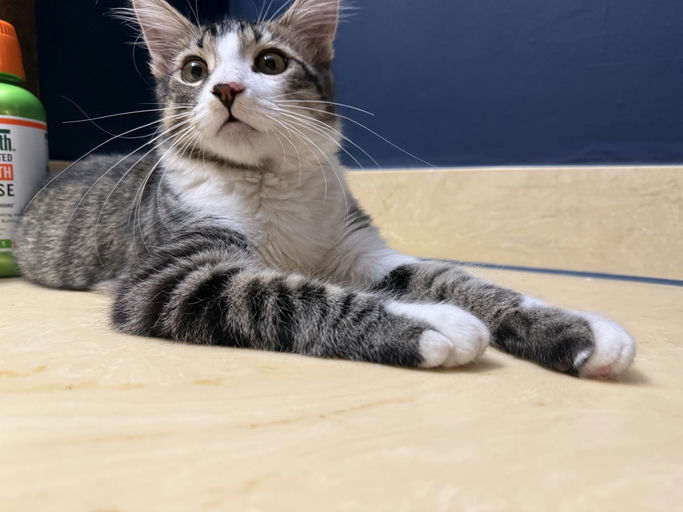 cats - JimBob Image 5