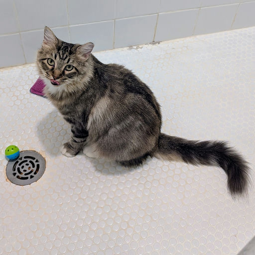 cats - Cleopatra Image 4