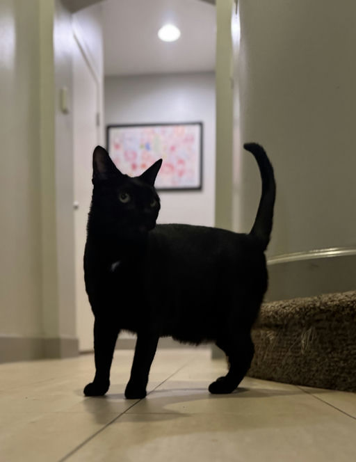 cats - Peter Image 2