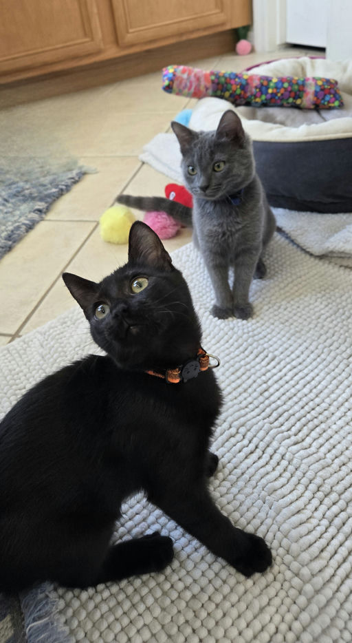 cats - Furnando Image 9