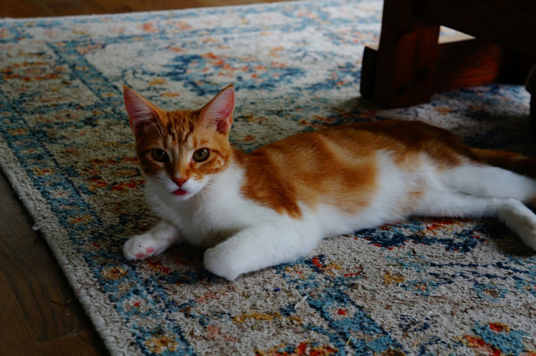 cats - Barbie Image 1