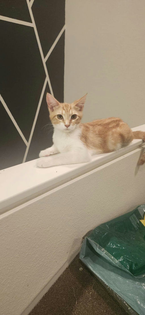 cats - Barbie Image 0